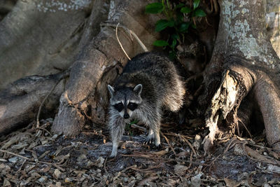 Young raccoon procyon lotor creeps forward as he forages for food in naples, florida.