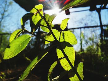 Low angle view of plant against sky