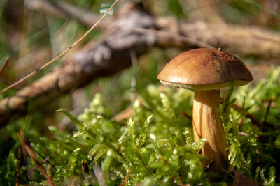 Close-up of mushroom growing in forest