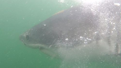 Fish swimming in sea