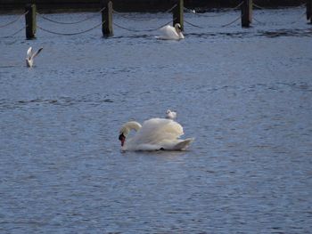 Swans swimming on lake
