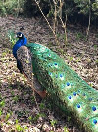 Close-up of peacock perching on wood