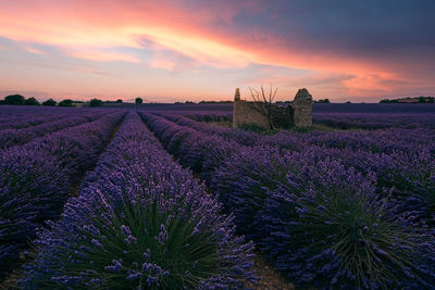 View of lavender field against sky during sunset