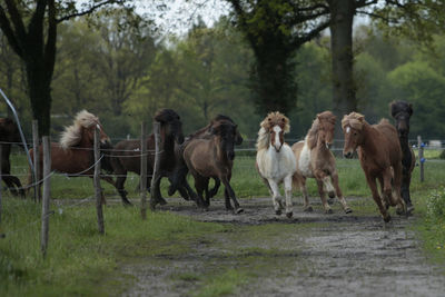 Horses in the field