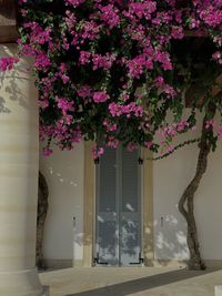 Pink flowering plant by building