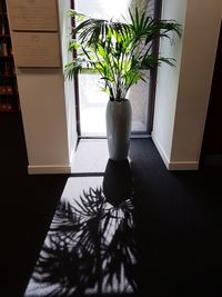 Potted plant on table at home