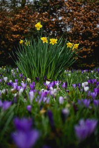 Close-up of purple flowering plants on field