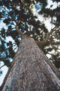 Low angle view of tree in forest