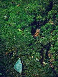 Close-up of green grass in forest