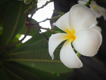 Close-up of white hibiscus blooming on tree