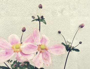Close-up of pink flowers