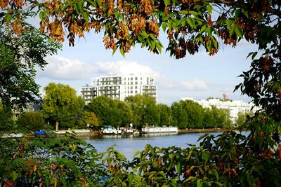 Trees with buildings in background