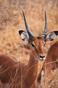 Close-up of antelope in african desert