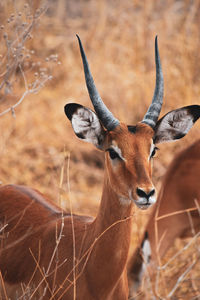 Close-up of deer on field