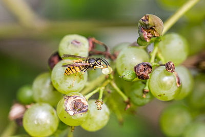 Close-up of fruits on plant