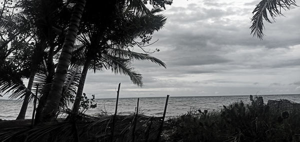 Palm trees on beach against sky