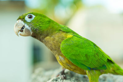 Close-up of parrot