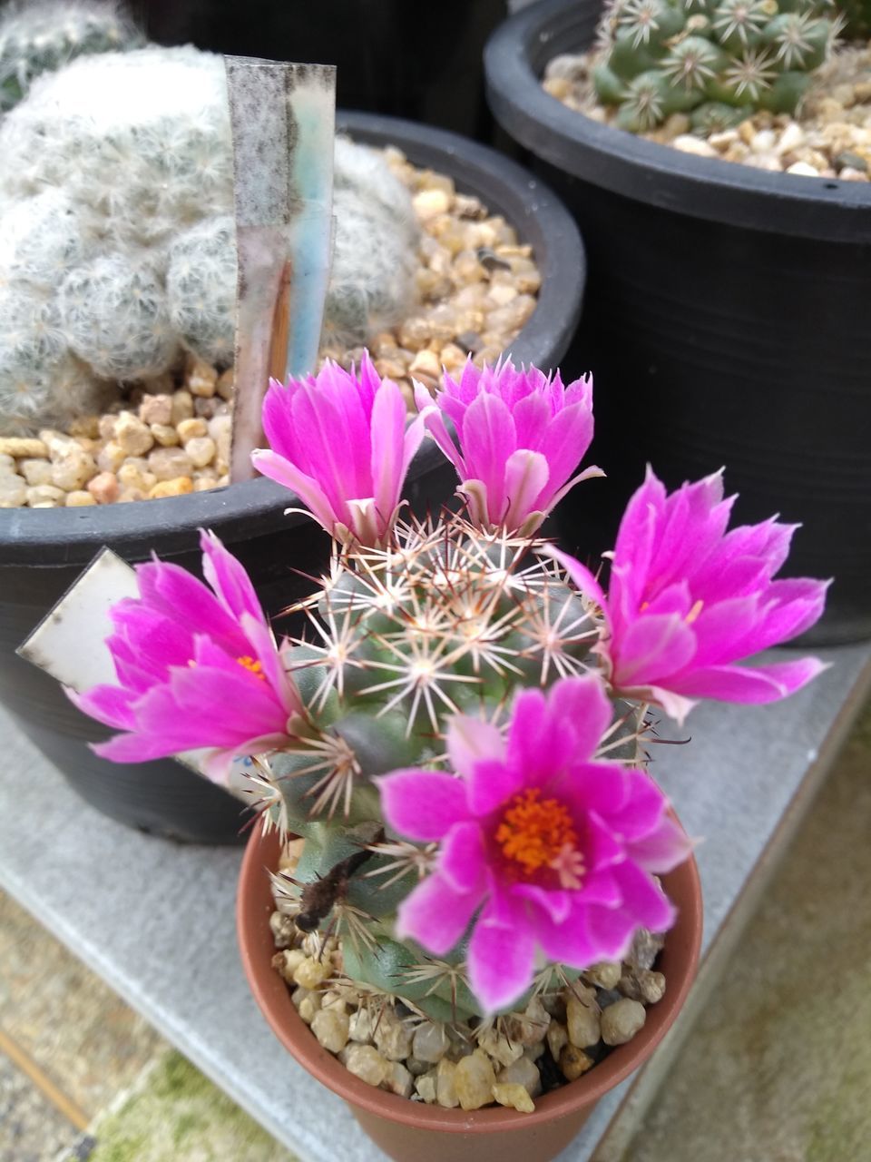 HIGH ANGLE VIEW OF PINK FLOWERS ON POT