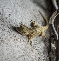 Close-up of lizard on rock