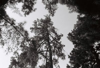 Low angle view of trees against sky