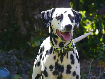 Portrait of a dog