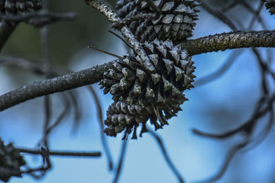 Close-up of  pine cone on tree branch