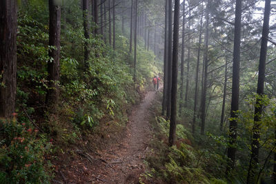 Dirt road amidst trees in forest