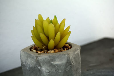 Close-up of potted plant on table