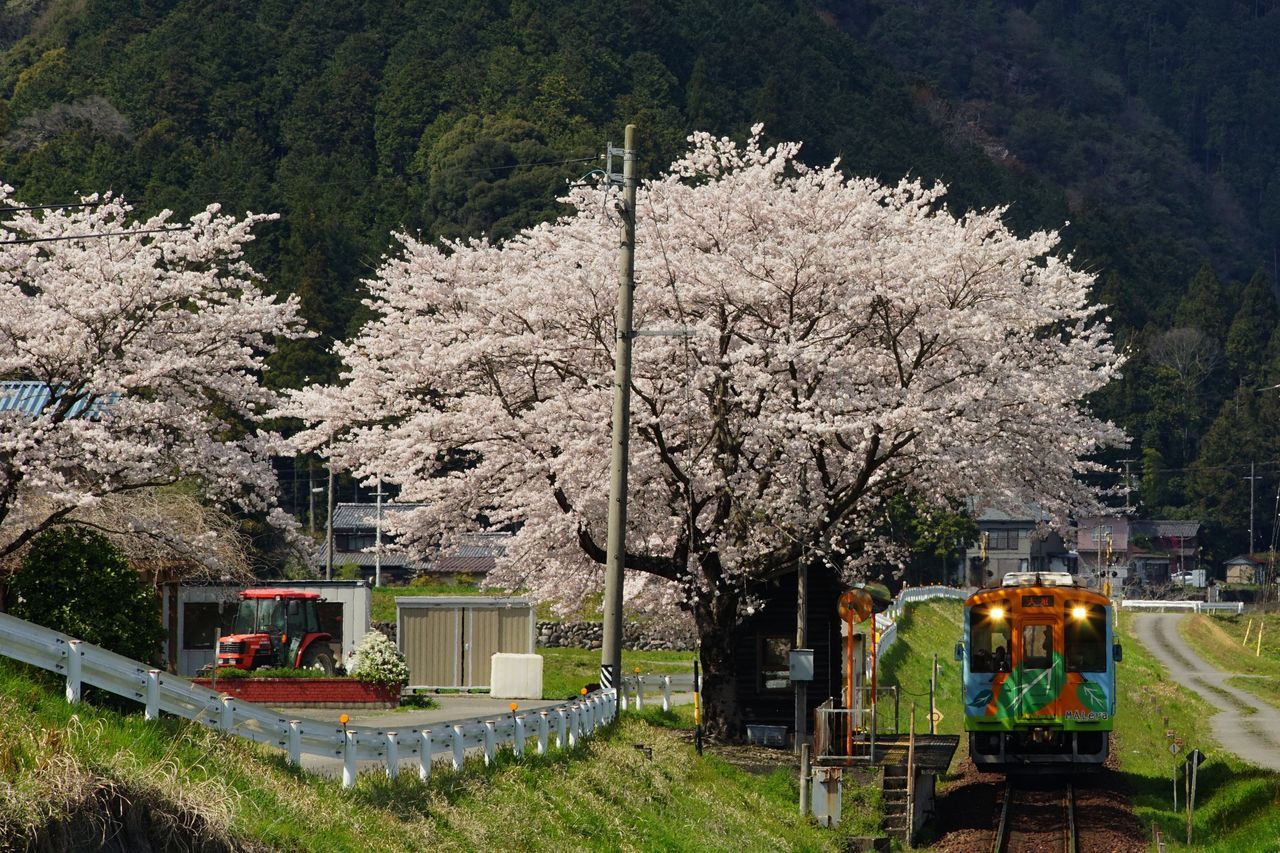 plant, flower, tree, nature, growth, cherry blossom, flowering plant, blossom, springtime, transportation, beauty in nature, freshness, mode of transportation, day, architecture, vehicle, outdoors, grass, no people, train, mountain, land vehicle, built structure, cherry tree, land, travel, fragility