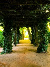 Man amidst trees