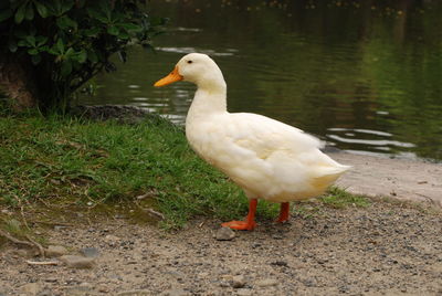 Duck on lakeshore