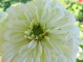 Close-up of white dahlia