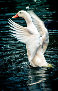 Close-up of duck in lake