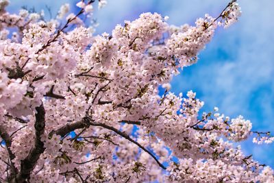 Close-up of apple blossoms in spring