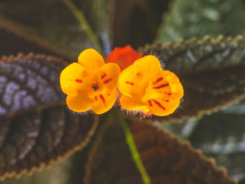 Close-up of yellow flower