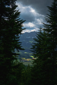Trees in forest against sky