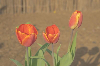 Close-up of red tulips blooming outdoors