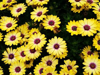 High angle view of yellow flowering plants