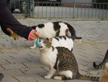 Full length of hand holding cat on footpath