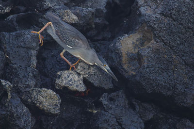 Close-up of lizard on rock