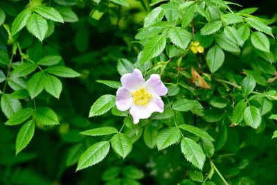 Close-up of purple flowers