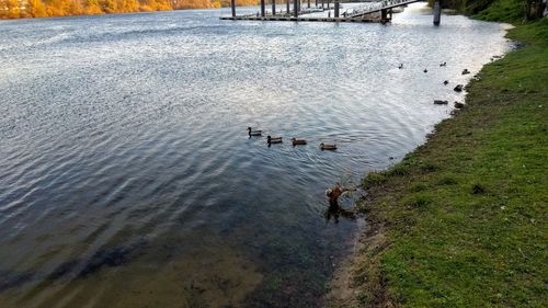 High angle view of birds swimming in lake