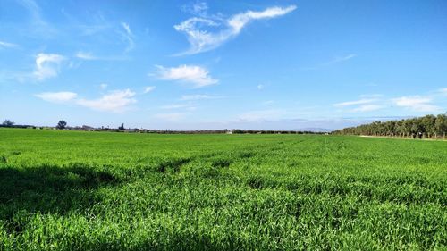 Scenic view of agricultural field against sky