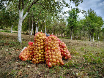 Fresh vegetables on field against trees