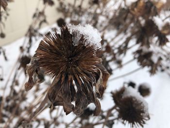 Close-up of wilted flower during winter