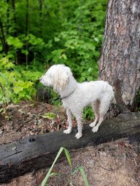 Close-up of a dog on field