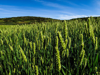 Close-up of crops growing on field against sky