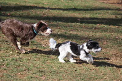 View of a dog on grass