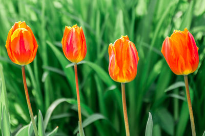 Close-up of tulips in field