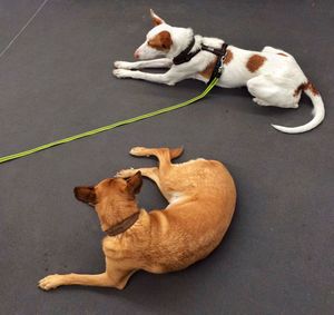 High angle view of dog sitting